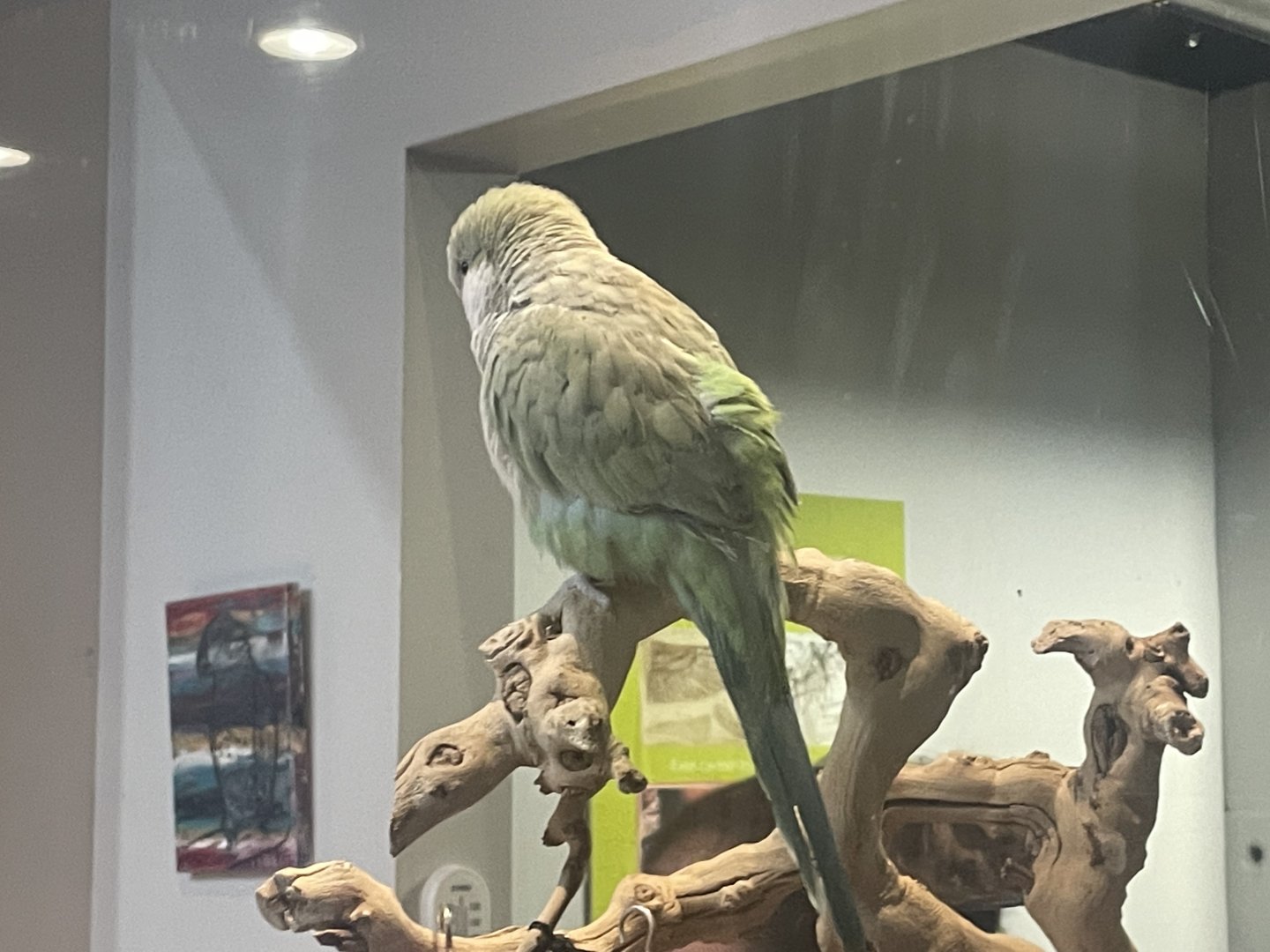 Parakeet ID?