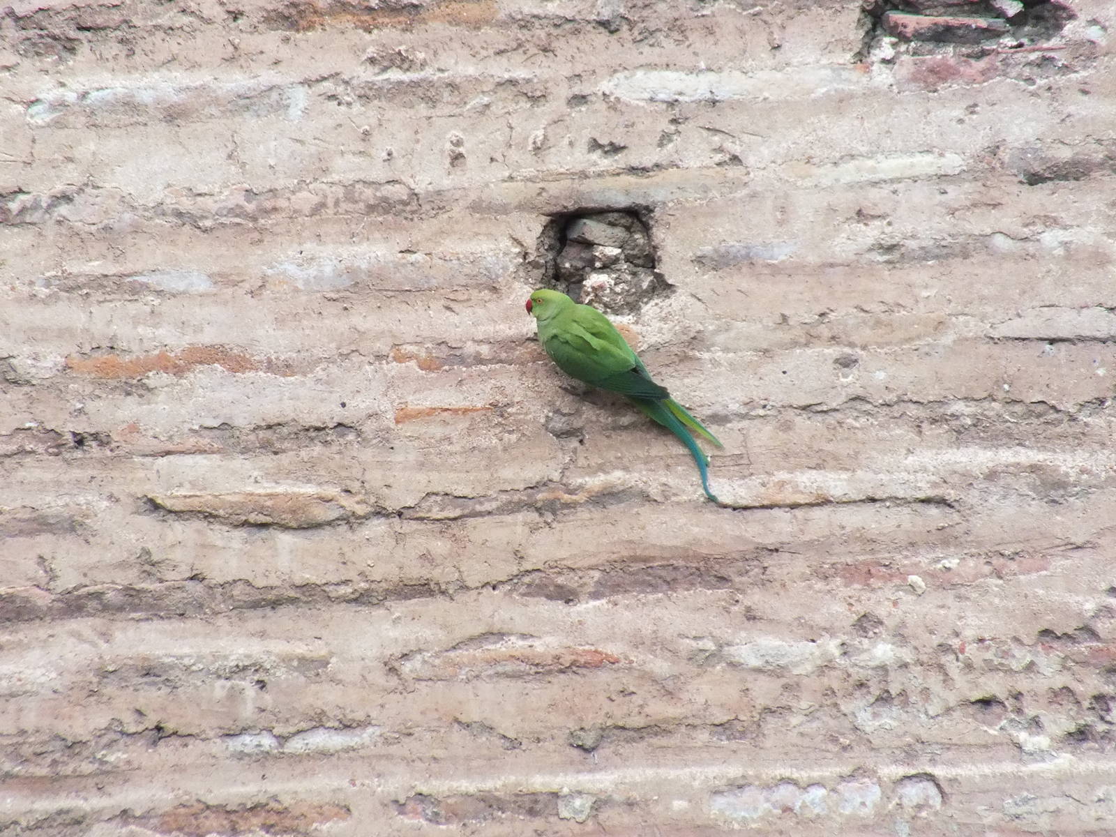 Parakeet in Istanbul