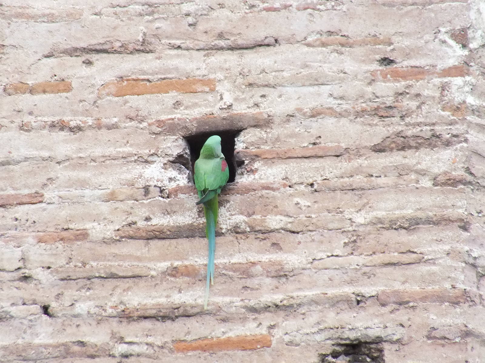 Parakeet in Istanbul