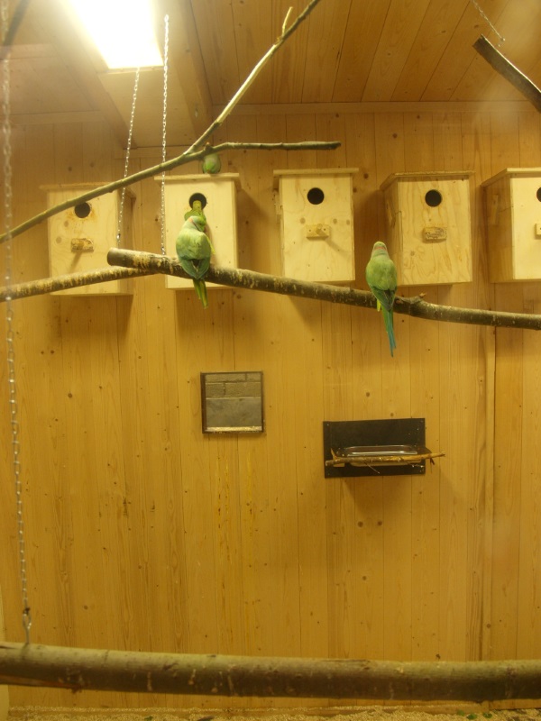 Parakeet indoor housing (May 2nd, 2015)