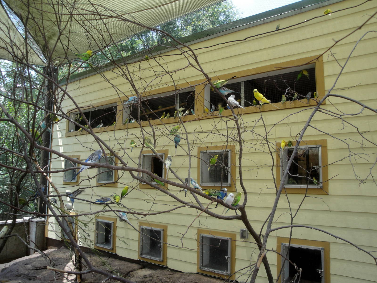 Parakeet Interactive Aviary