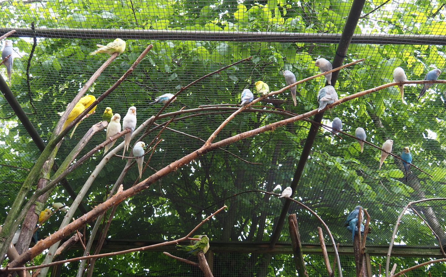 Parakeets, 2019-05-25