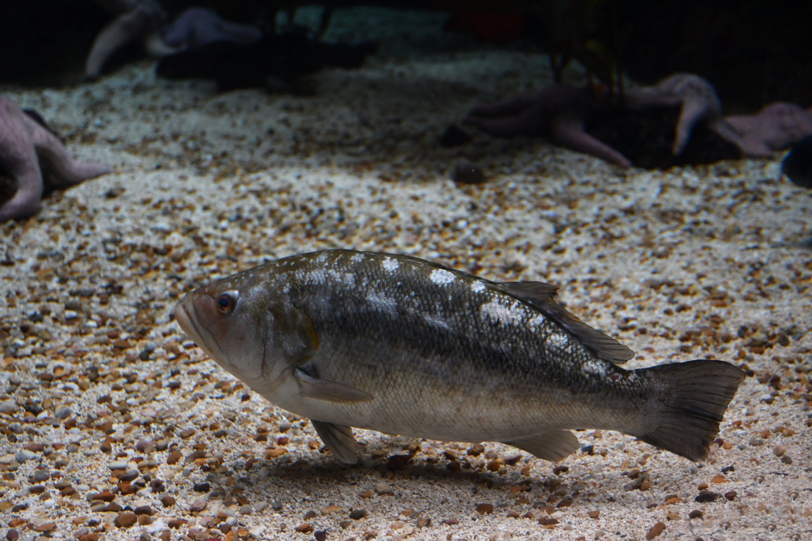 Paralabrax clathratus