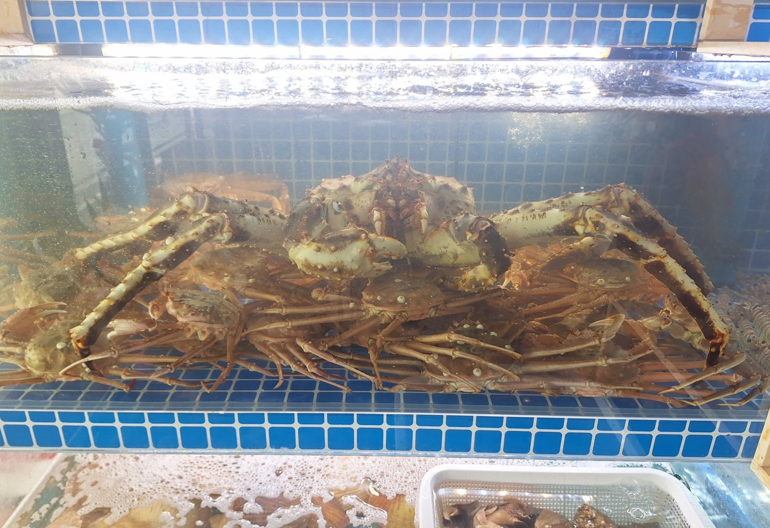 Paralithodes sp. and Chionoecetes sp.