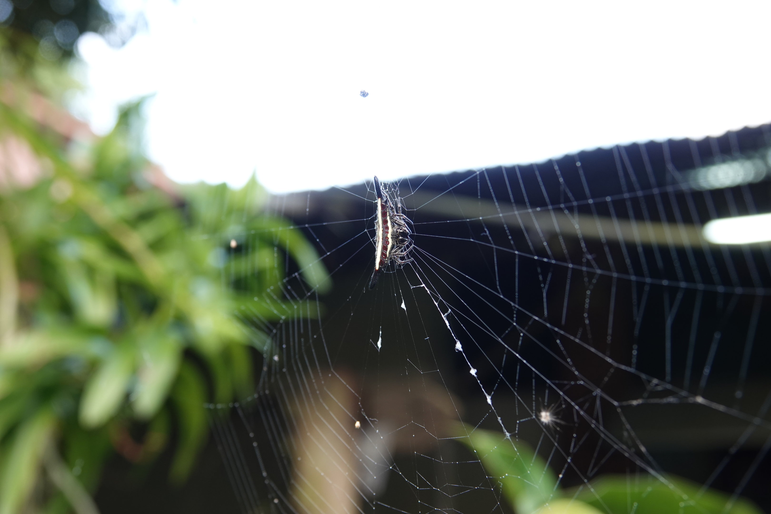 Parallel-spined Spiny Orbweaver