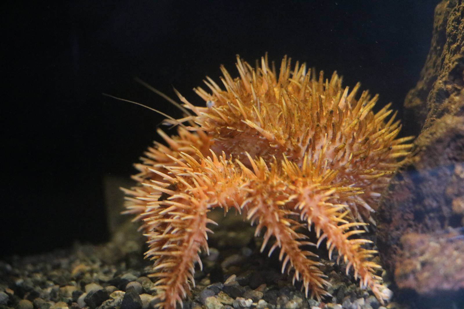 Paralomis hystrix, February 2016