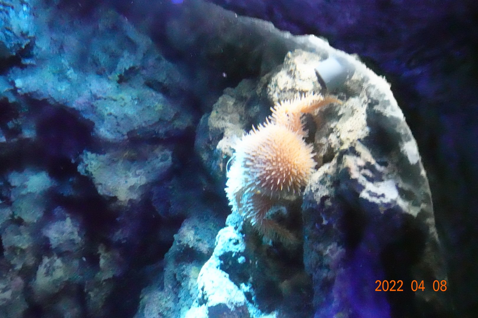 Paralomis hystrix - Xpark