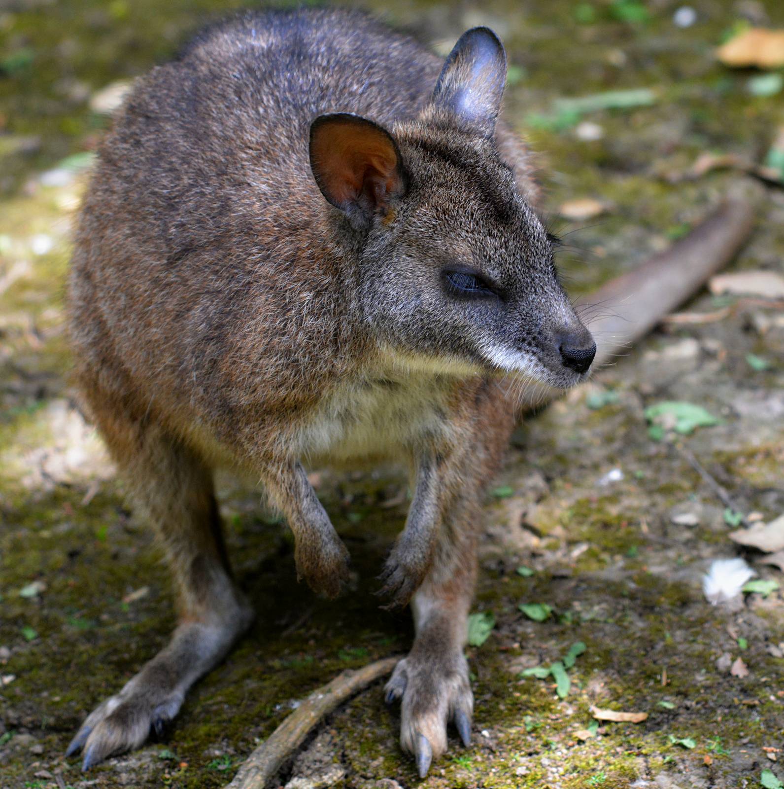 PARAMA WALLABY