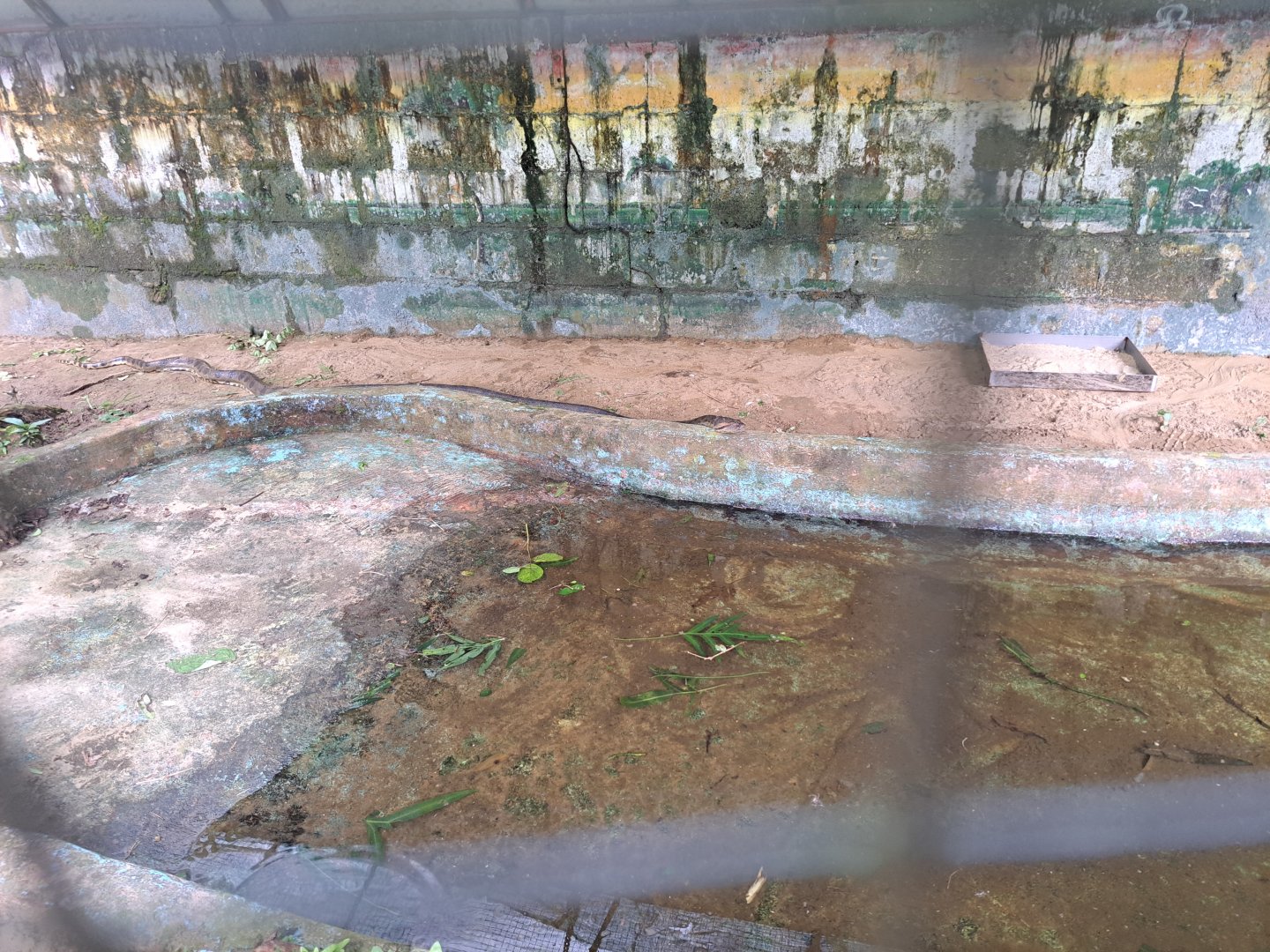 paramaribo zoo, anaconda enclosure