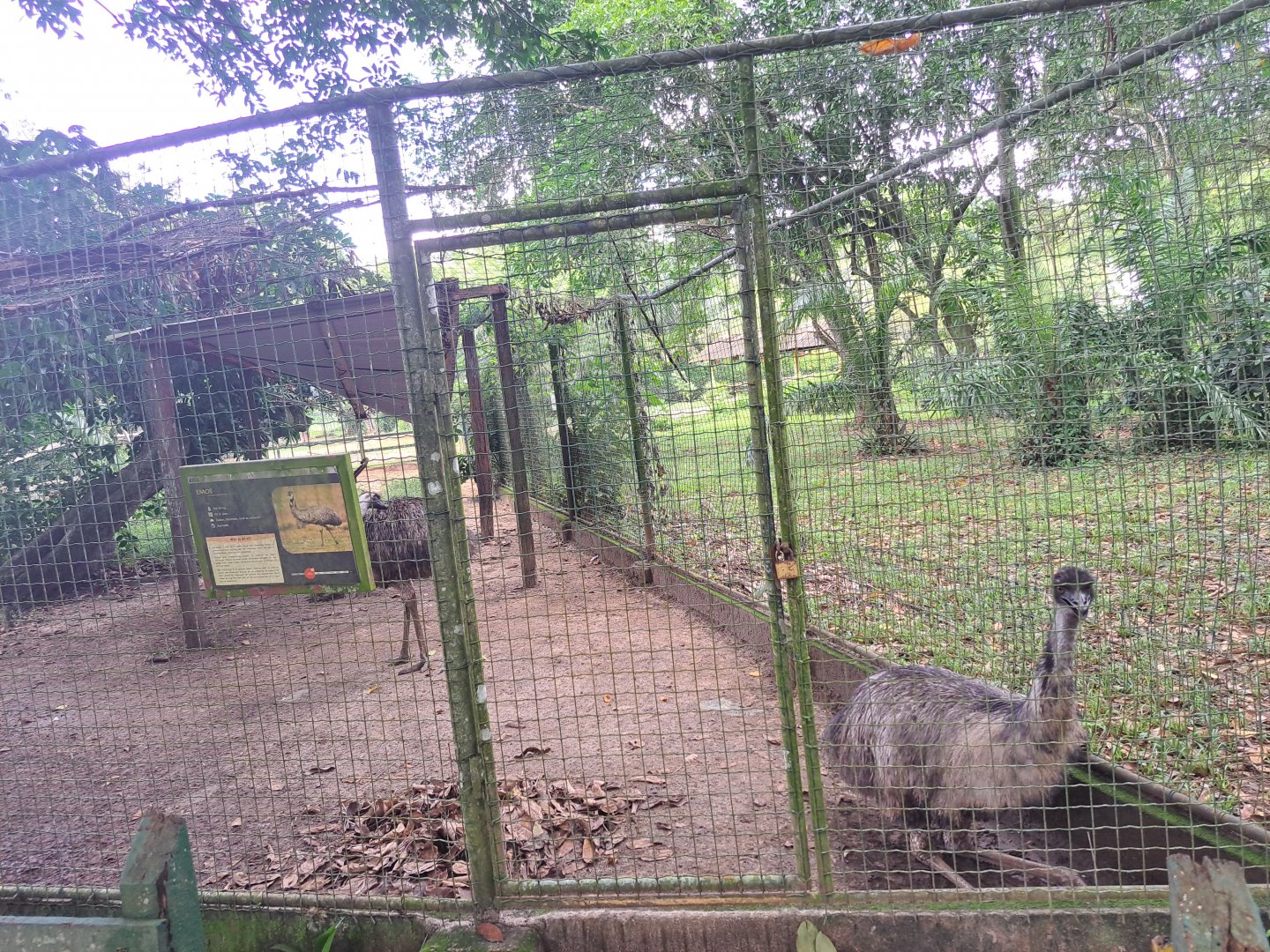 paramaribo zoo, emu enclosure