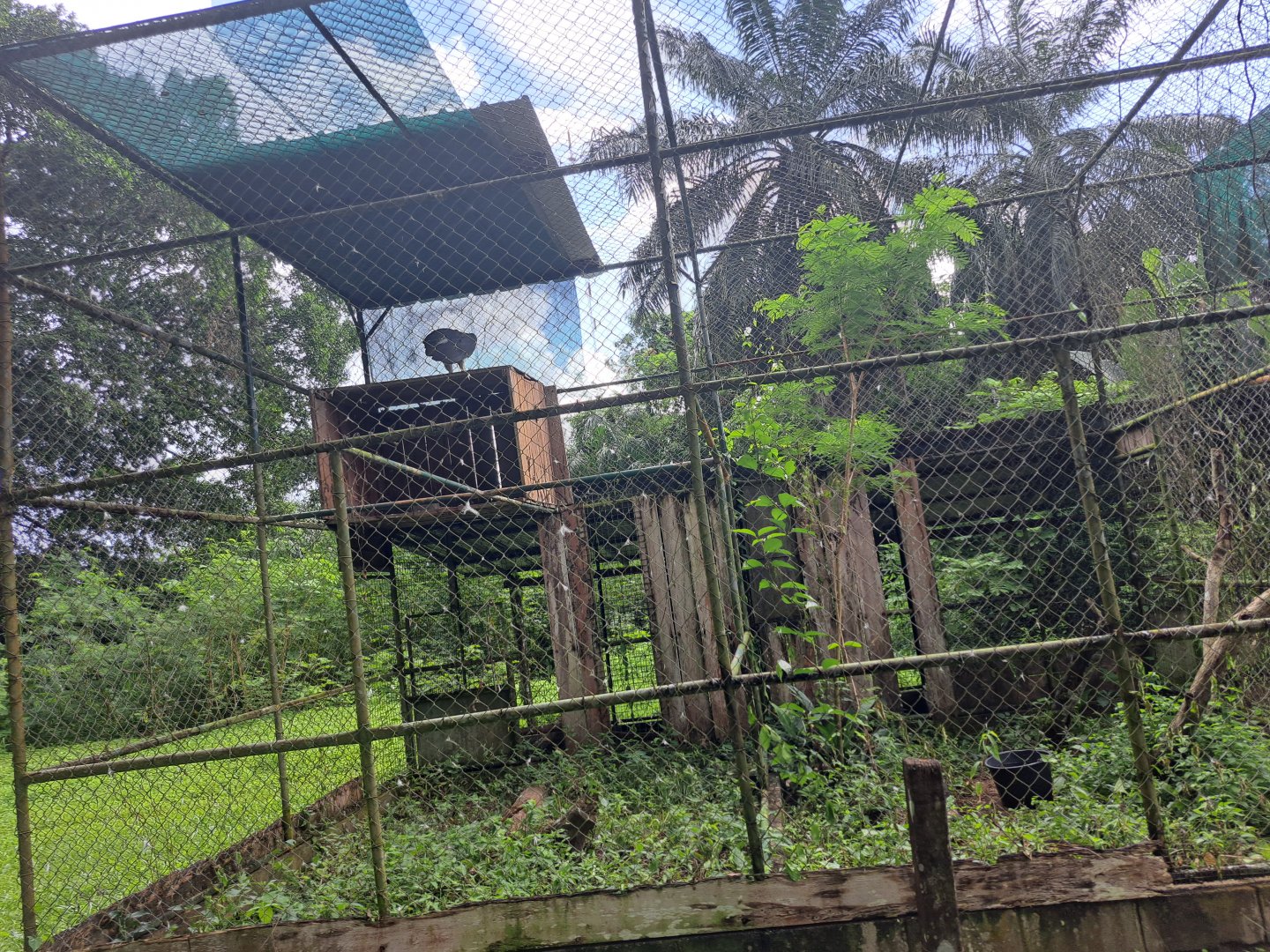 paramaribo zoo harpy eagle enclosure
