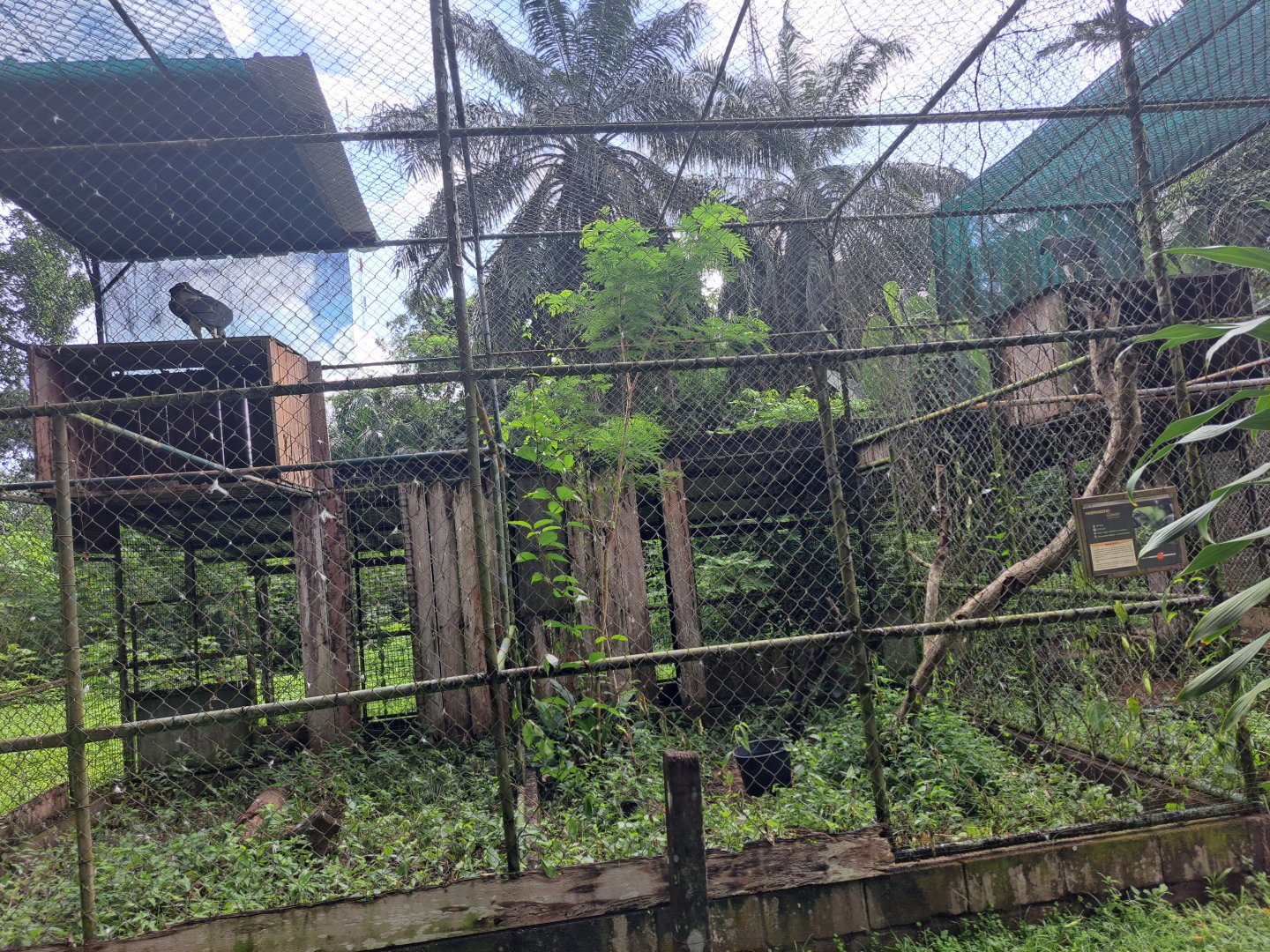paramaribo zoo harpy eagle enclosure