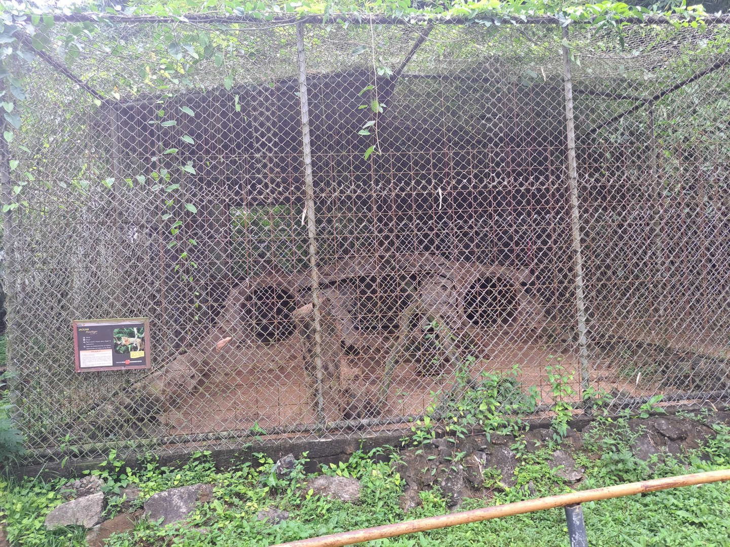 paramaribo zoo, jaguar