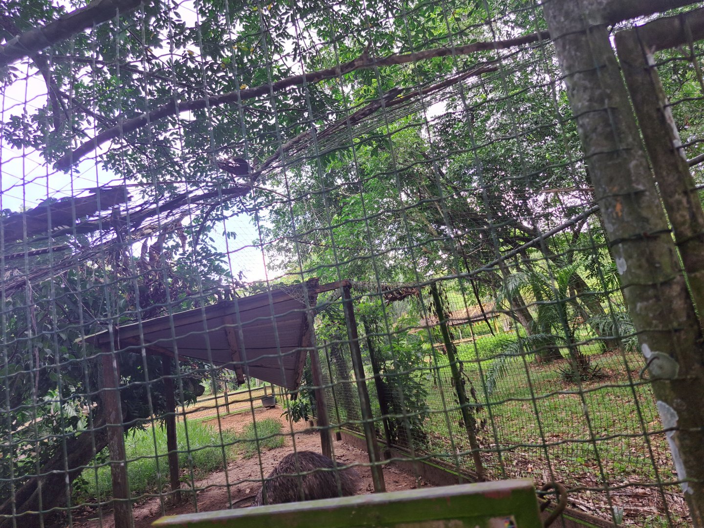paramaribo zoo, netting above flightless bird enclosure