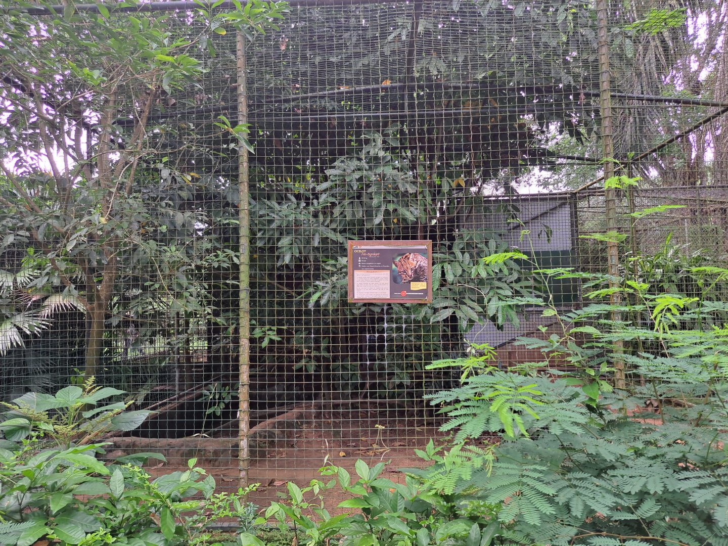 paramaribo zoo, ocelot