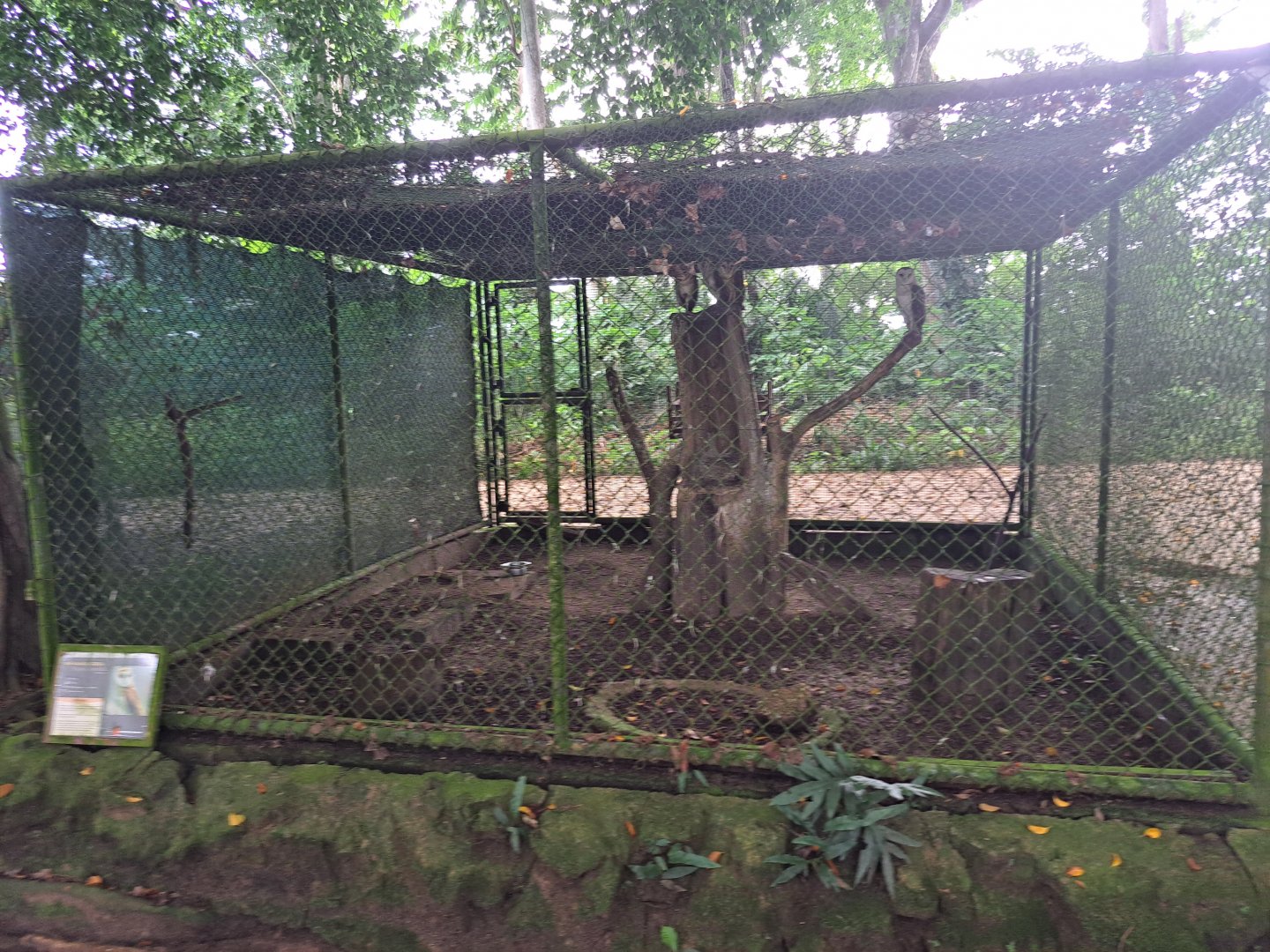 paramaribo zoo, owl enclosure