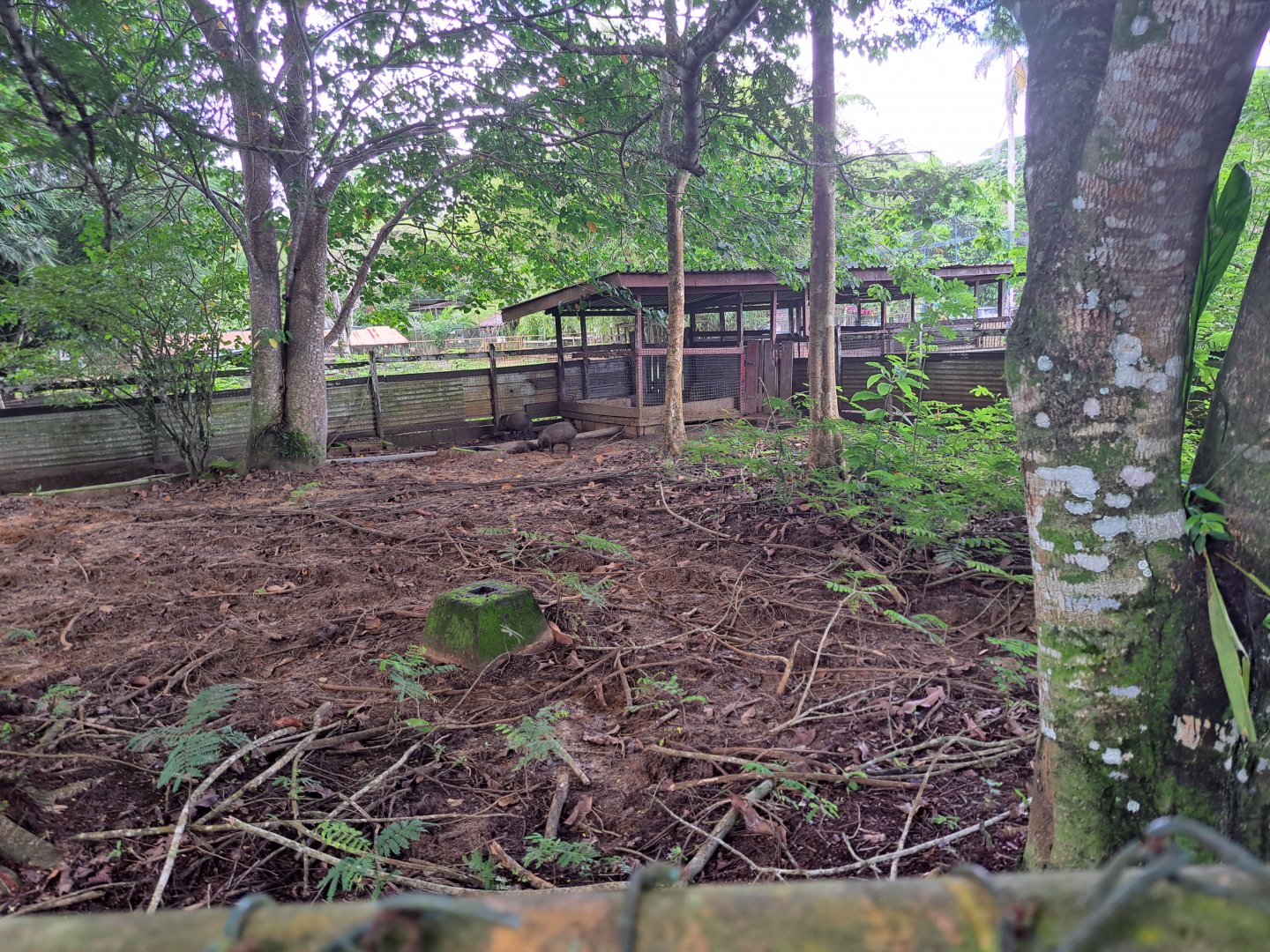paramaribo zoo , peccary enclosure