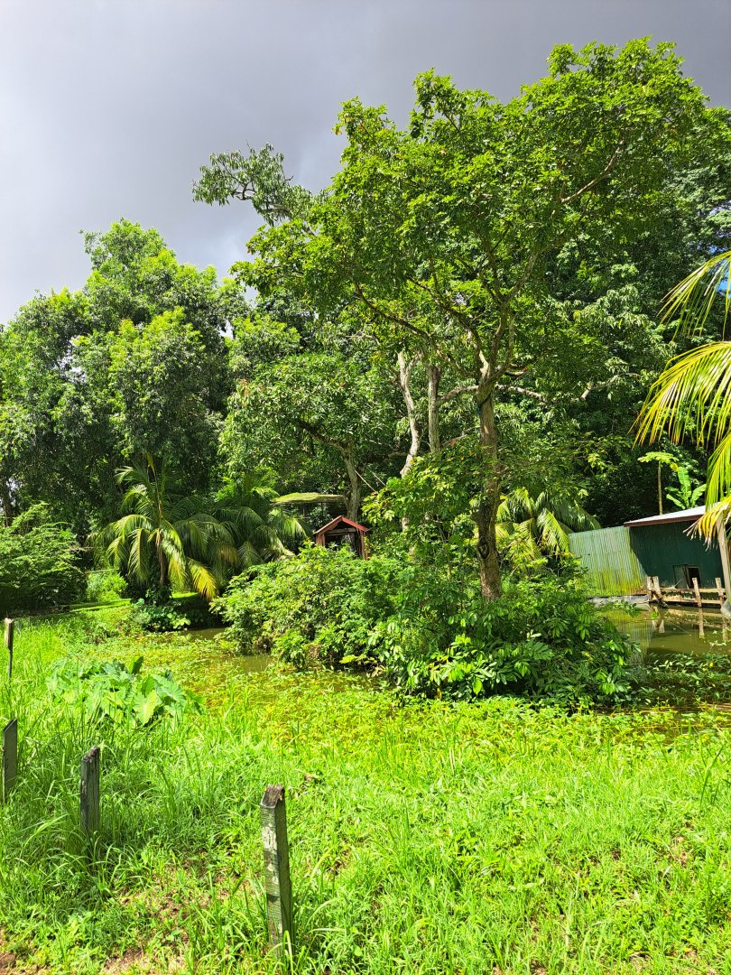 paramaribo zoo spider monkey island