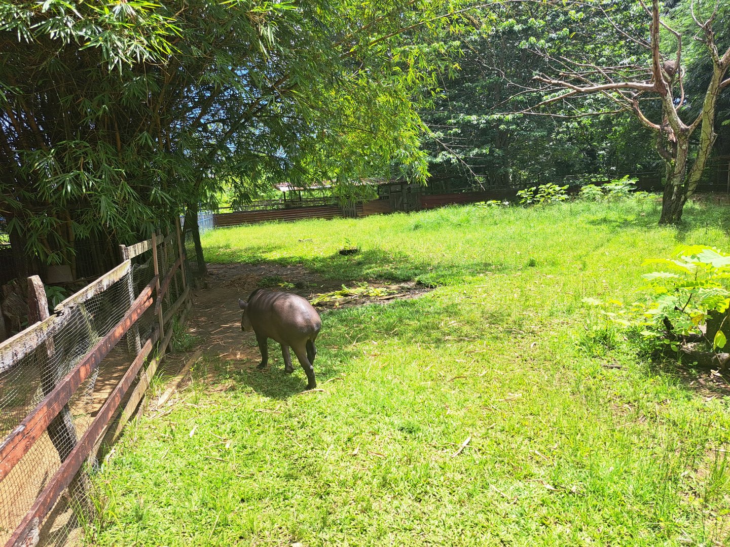 paramaribo zoo tapir