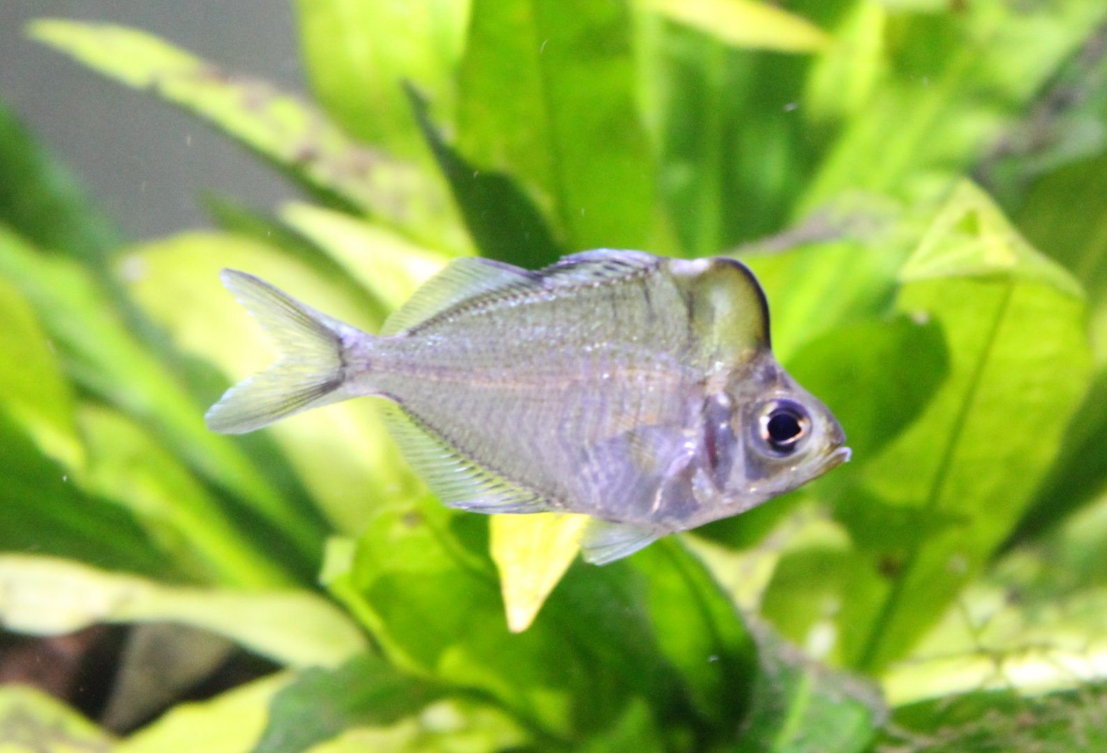 Parambassis pulcinella