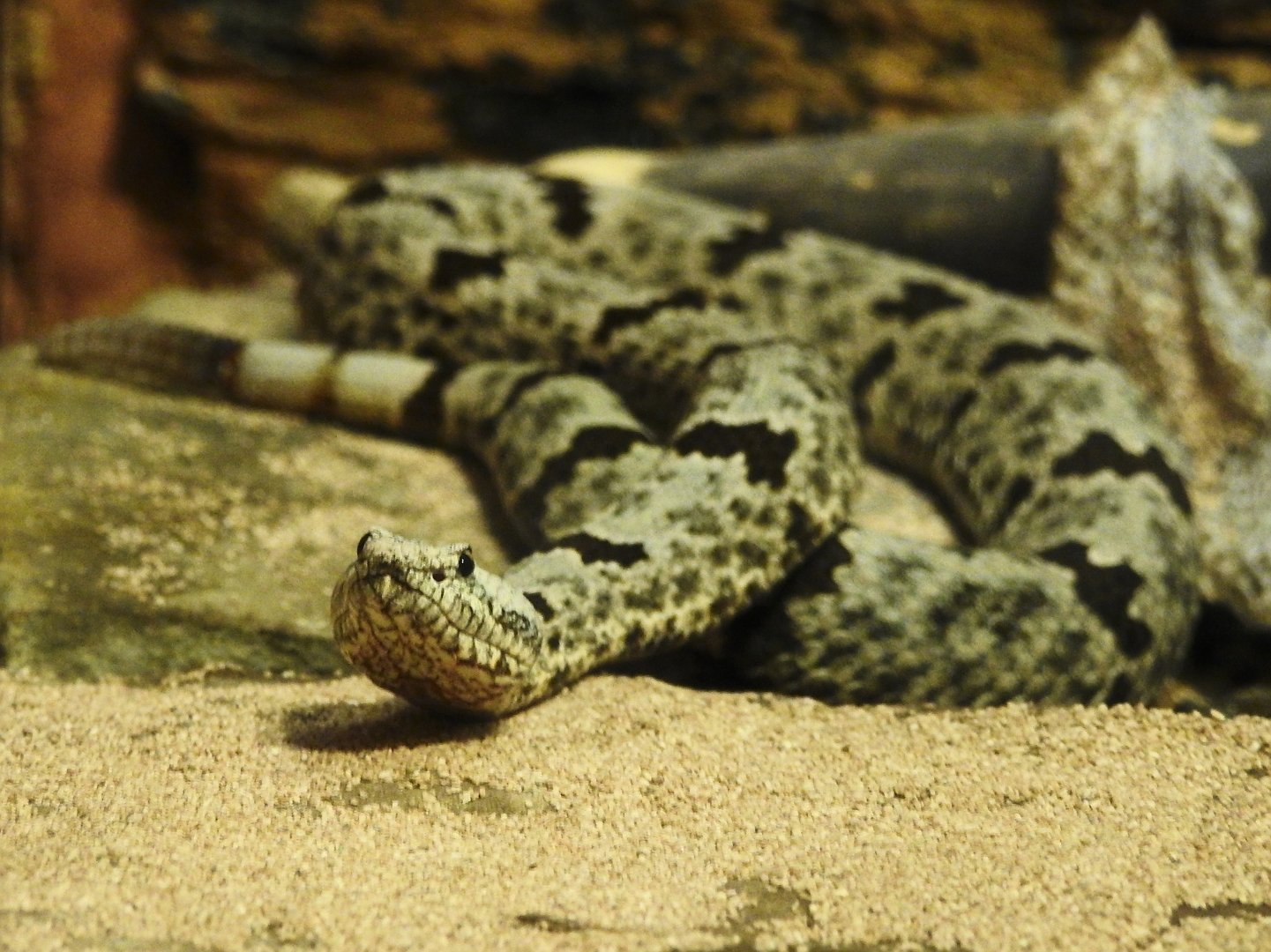 Paramint Rattlesnake