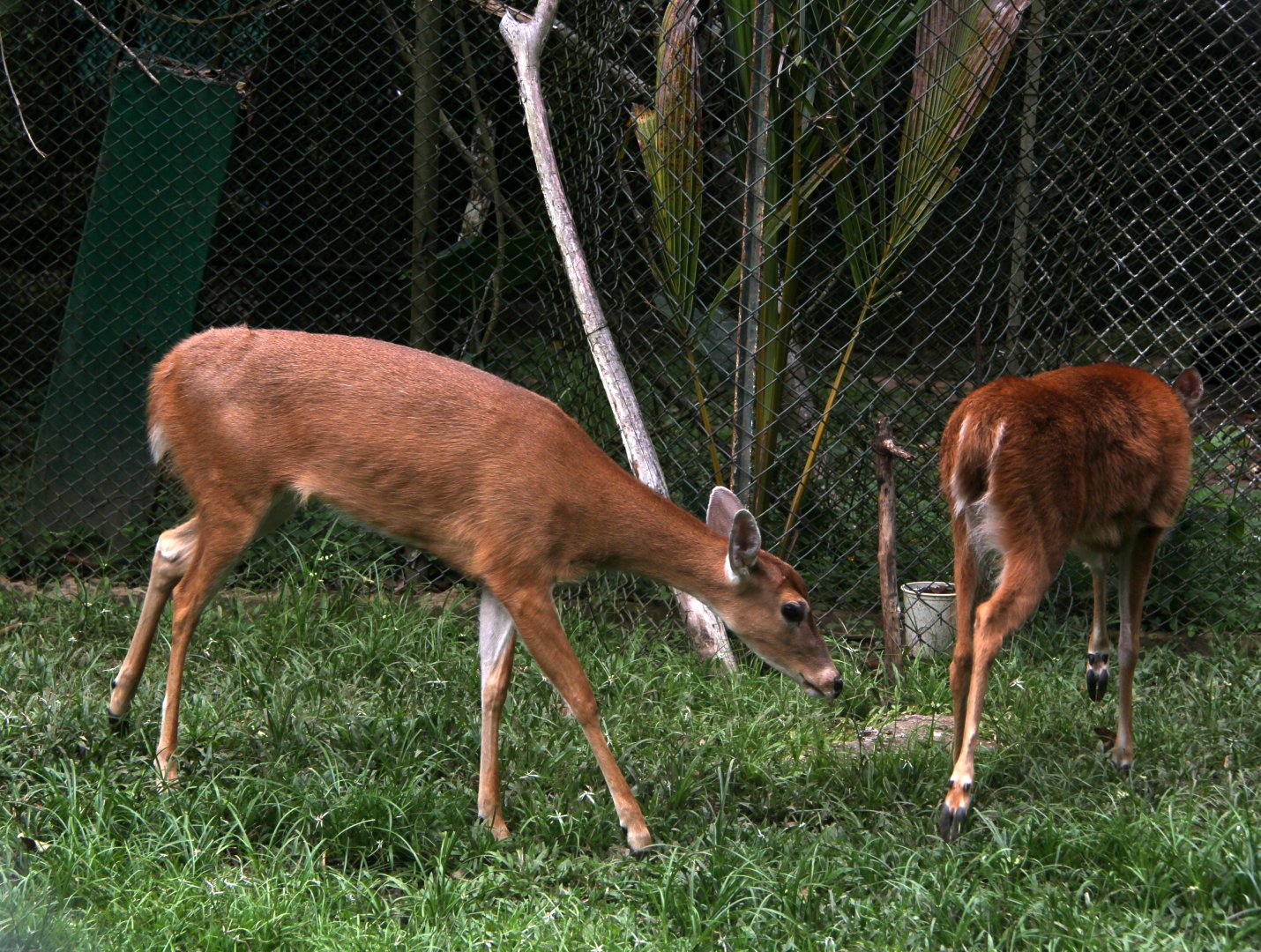 Páramo White-tailed Deer (Odocoileus virginianus goudotii)