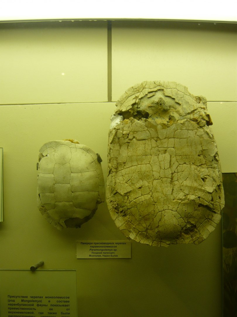 Paramongolemys sp. shells