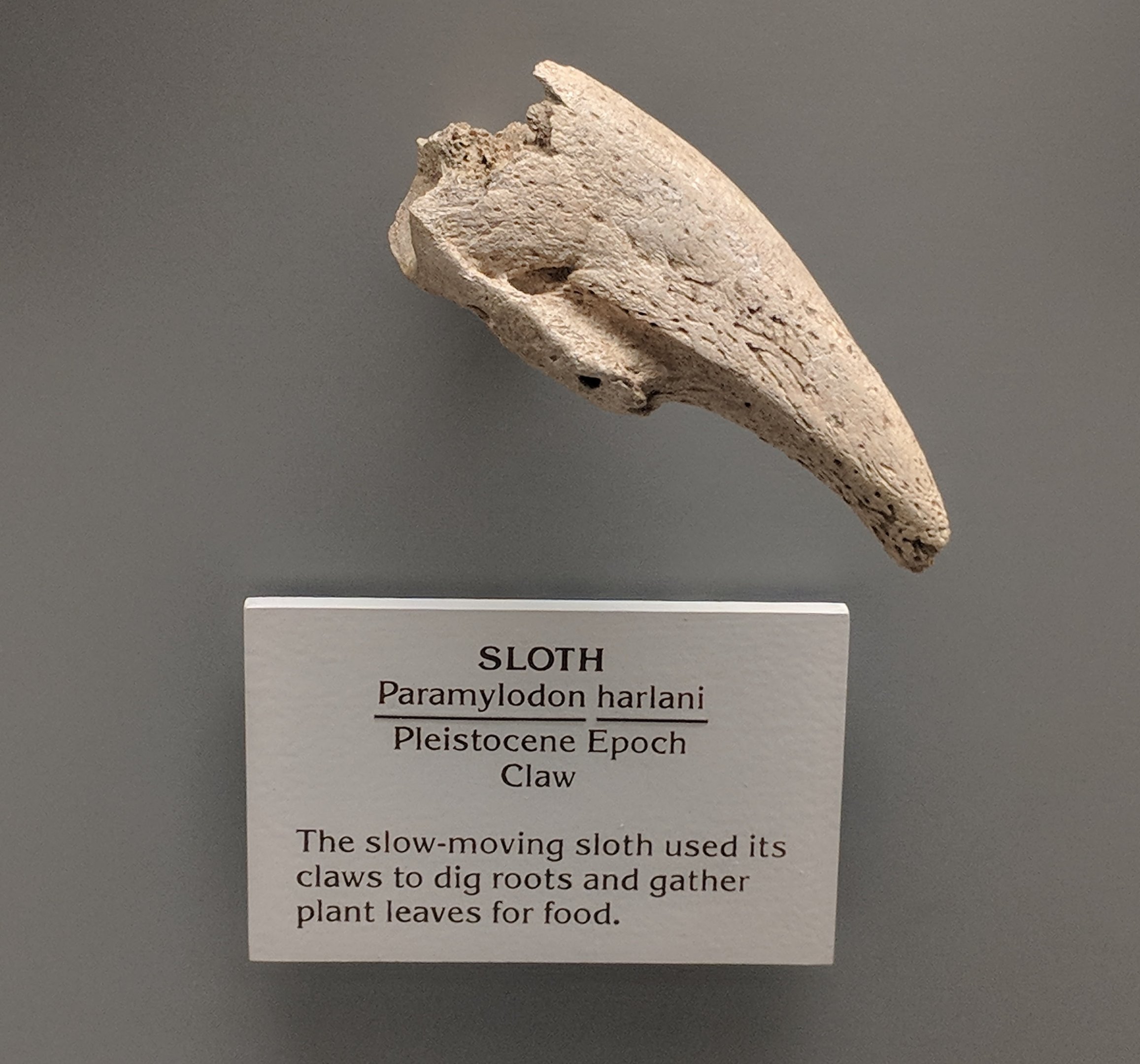 Paramylodon harlani claw