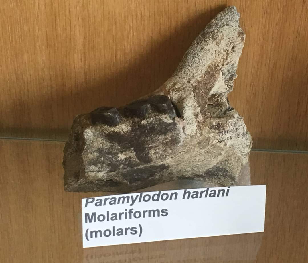 Paramylodon harlani