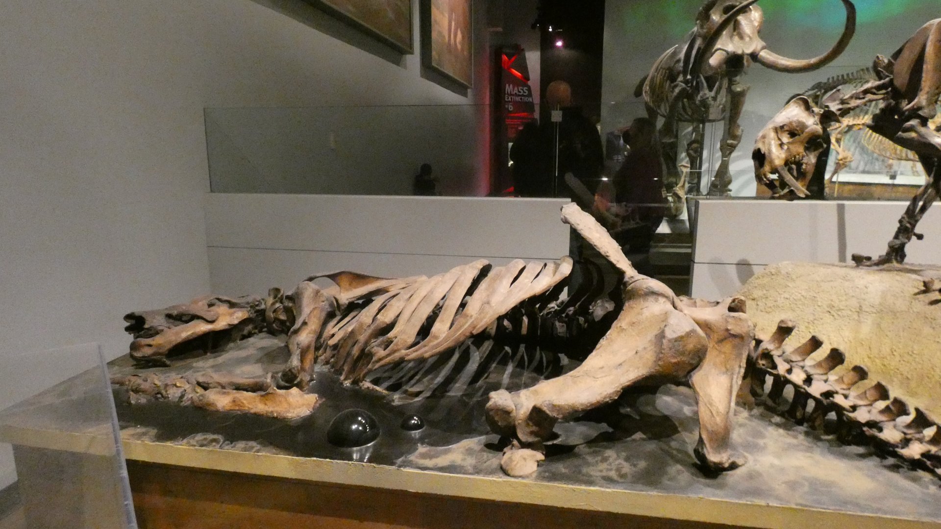 Paramylodon, Mammals of the Ice Age, Evolving Planet - Feb. 2022