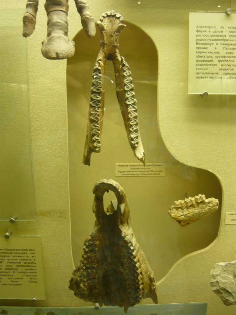Paranchitherium karpinskii upper jaw and mandible