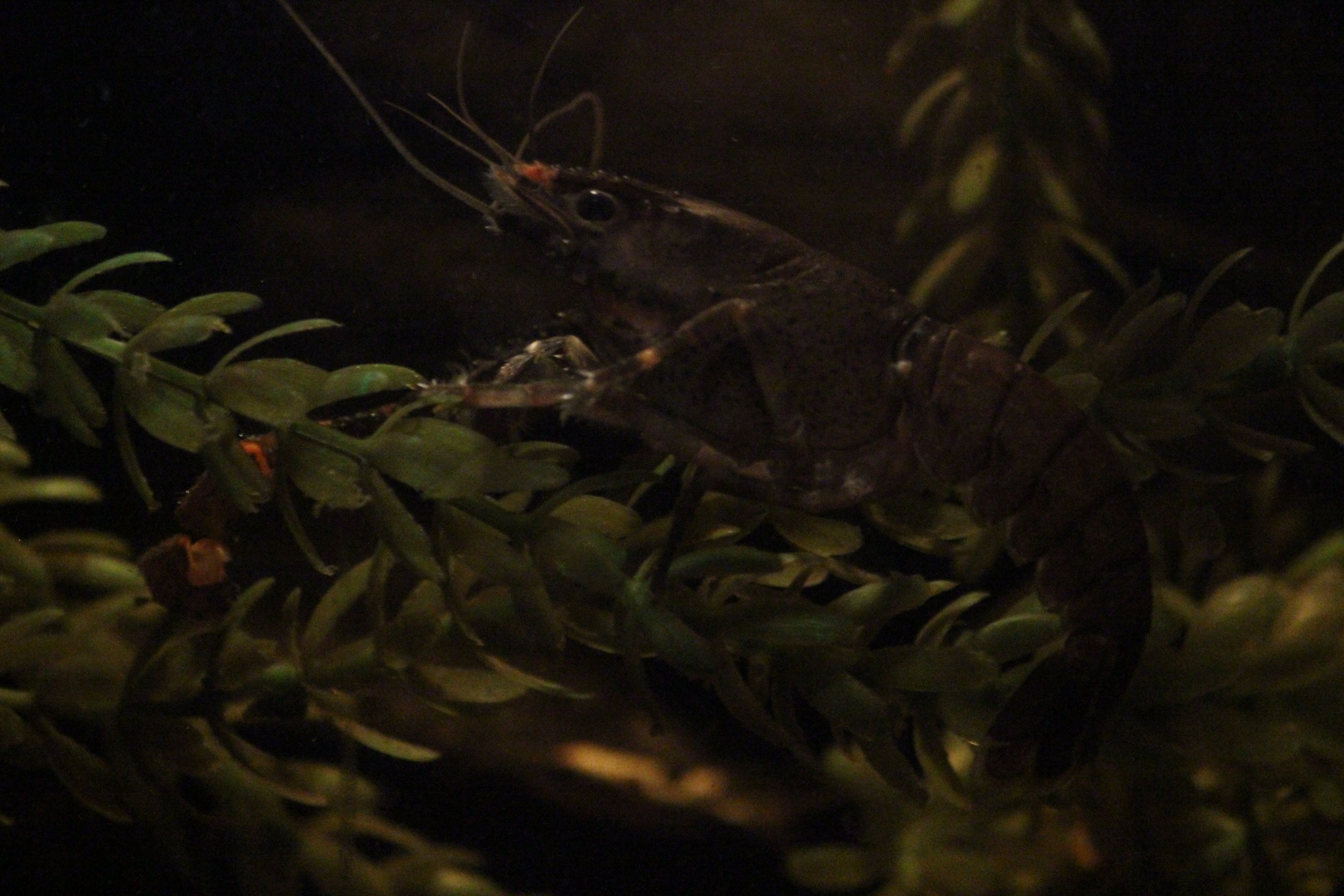 Paranephrops planifrons