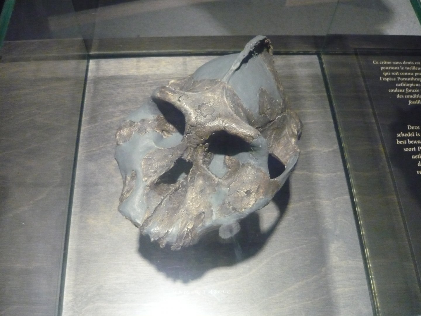 Paranthropus aethiopicus skull