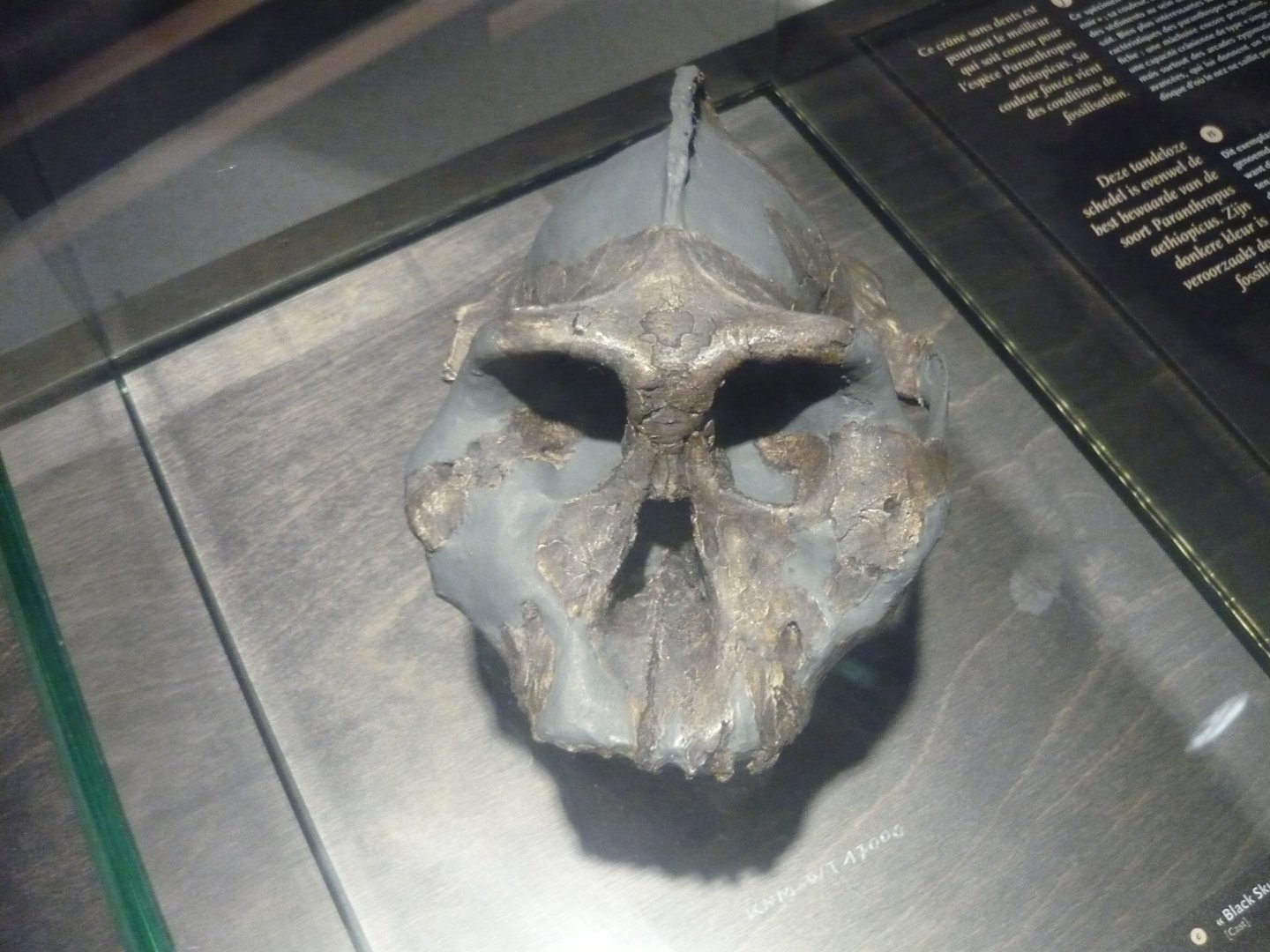 Paranthropus aethiopicus skull