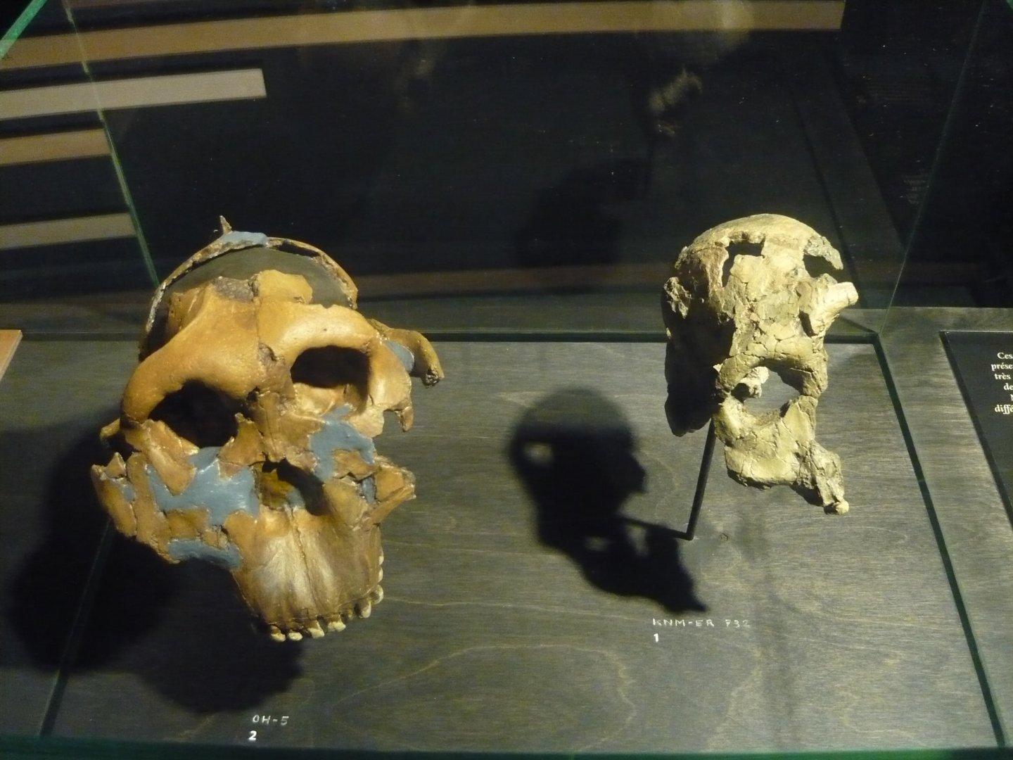 Paranthropus boisei skulls