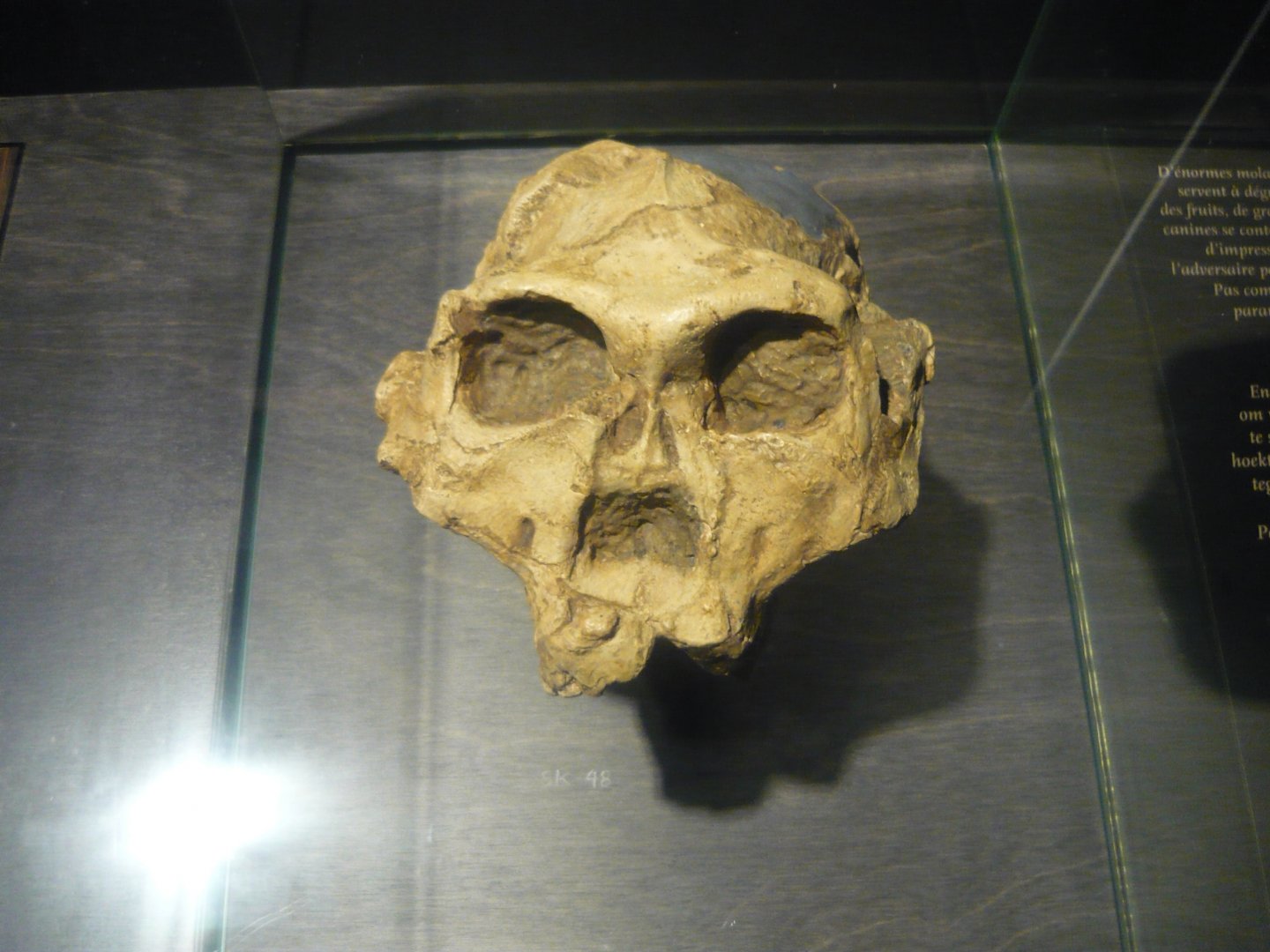 Paranthropus robustus skull