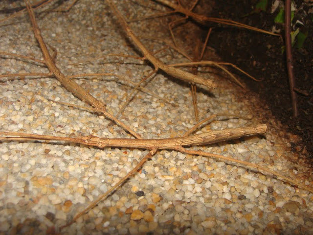 Parapachymorpha zomproi