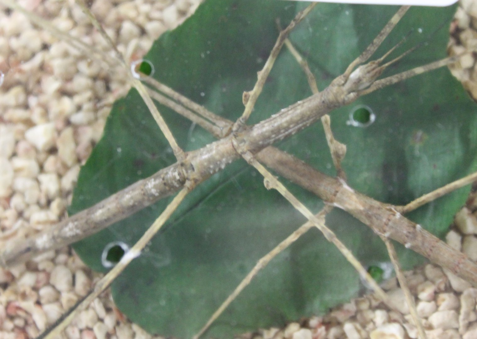 Parapachymorpha zomproi