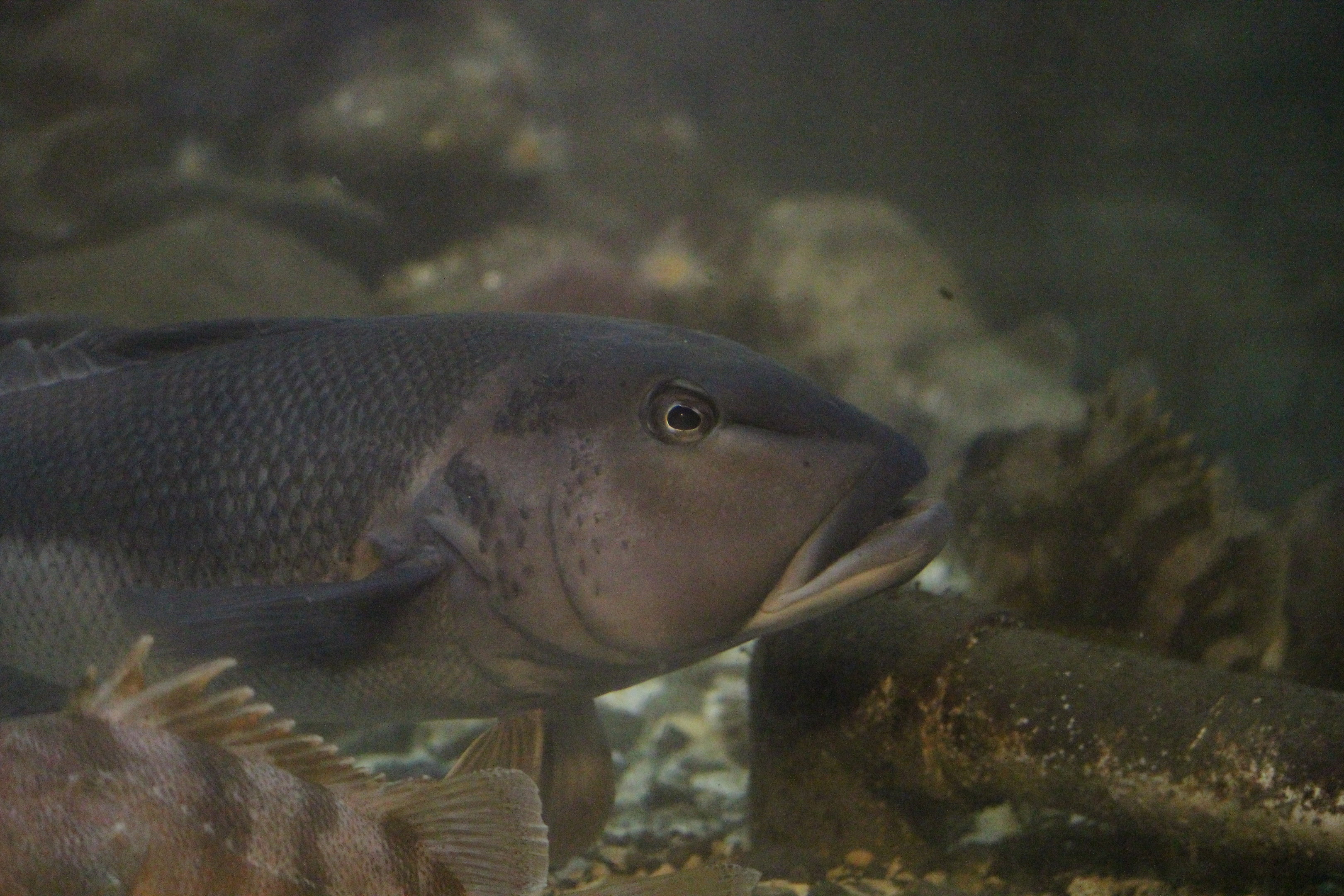Parapercis colias (named “Boris”)