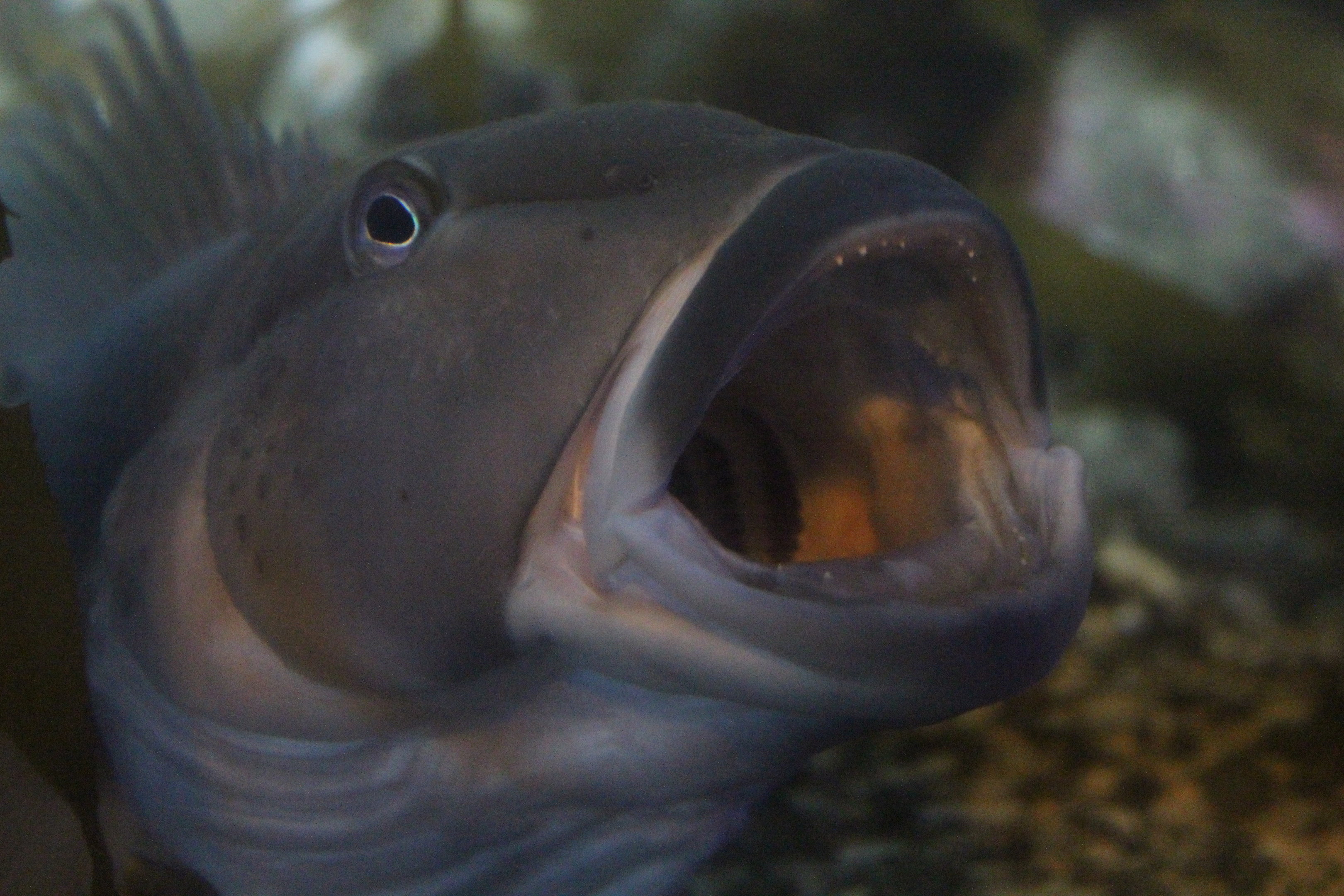 Parapercis colias (named "Boris")