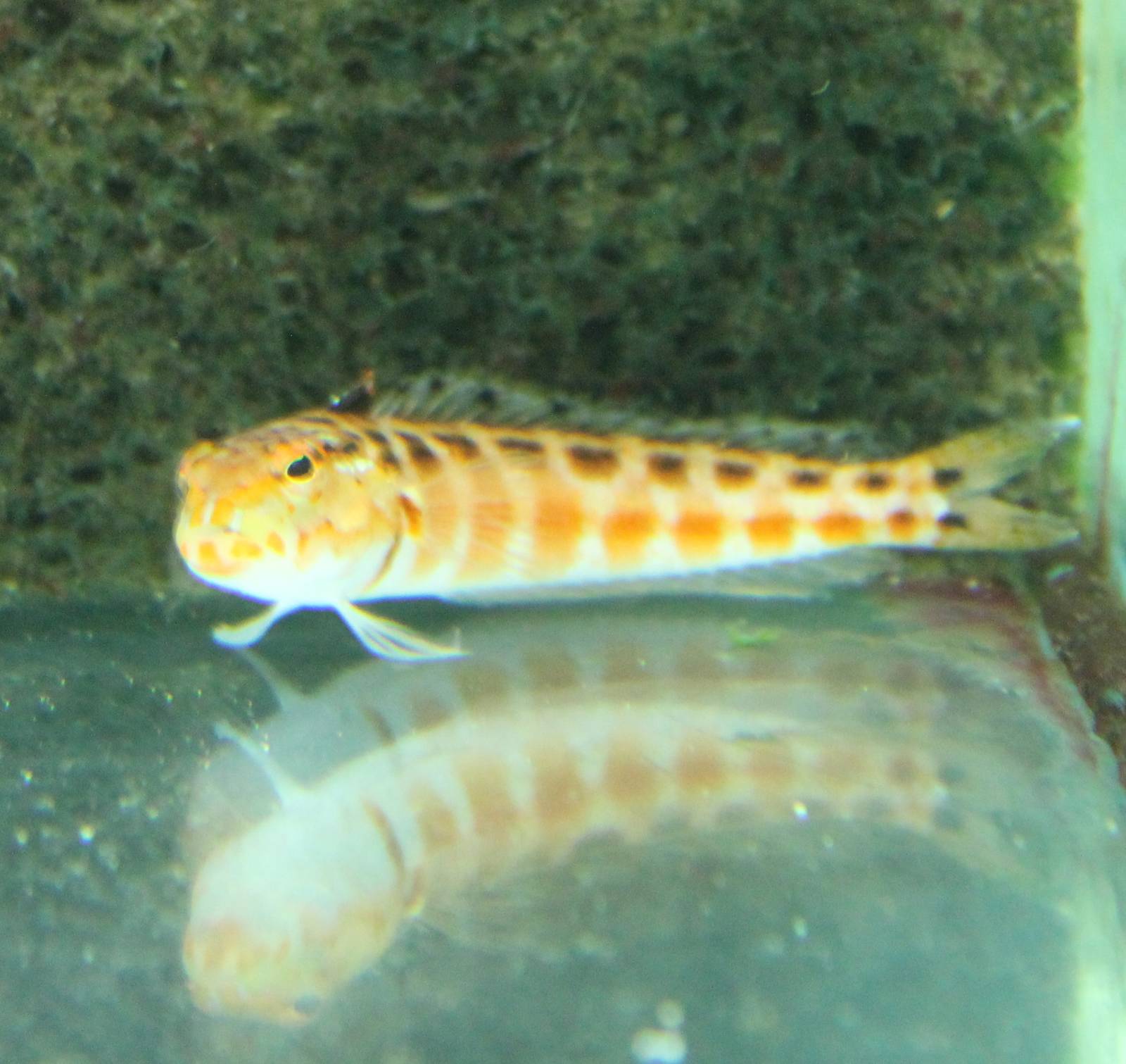 Parapersis schauinslandi