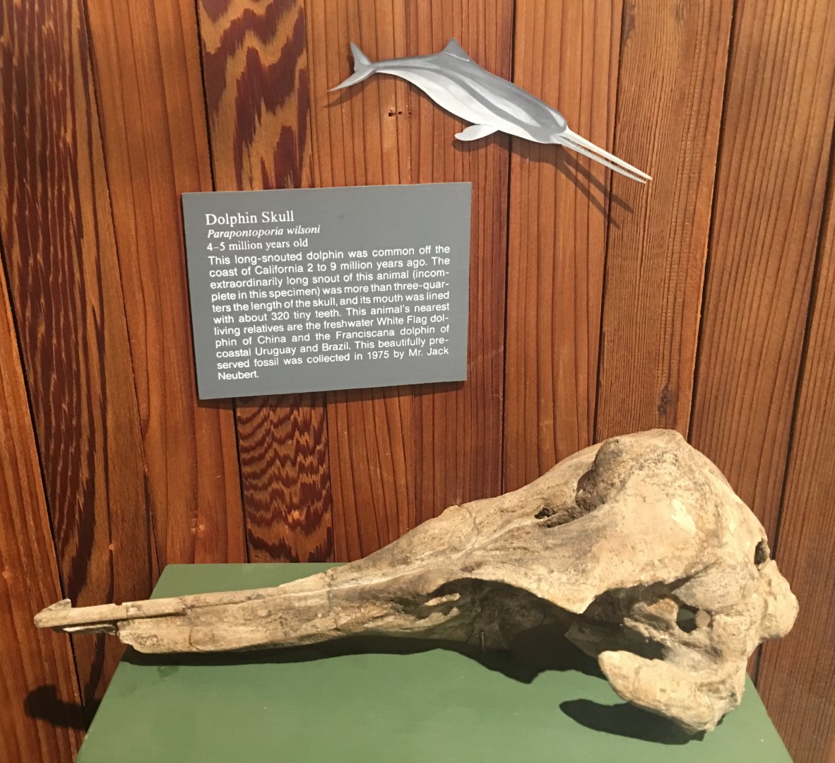 Parapontoporia wilsoni