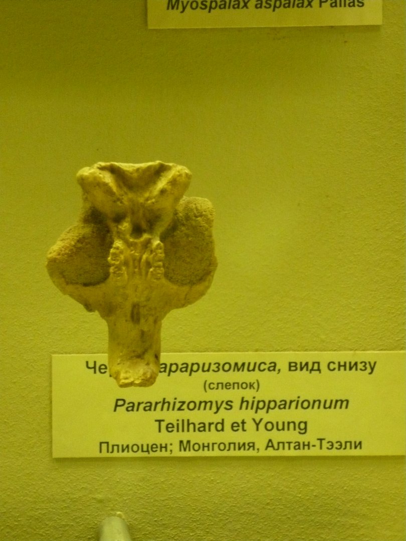 Pararhizomys hipparionum skull (cast)