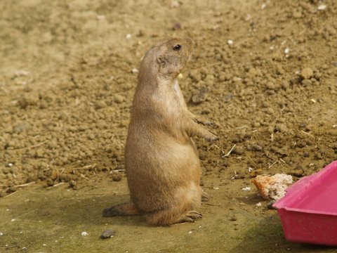 pararie dog