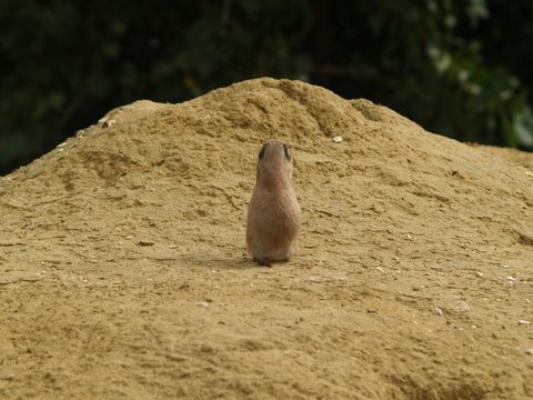 pararie dog