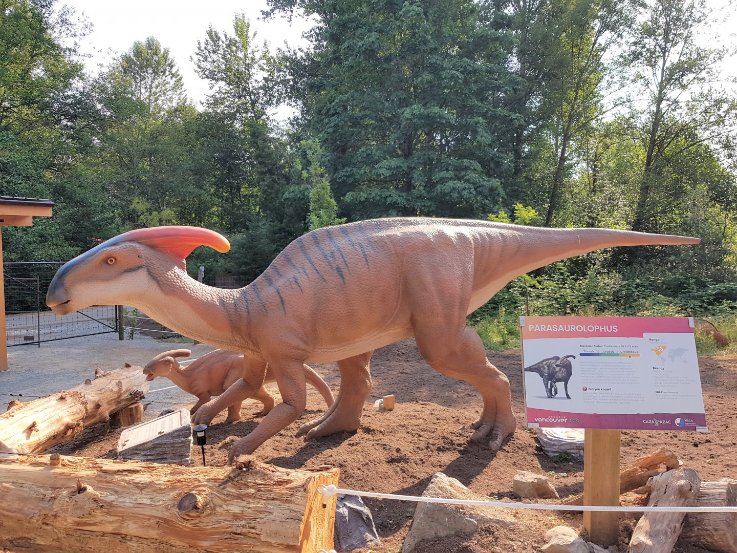 Parasaurolophus Display