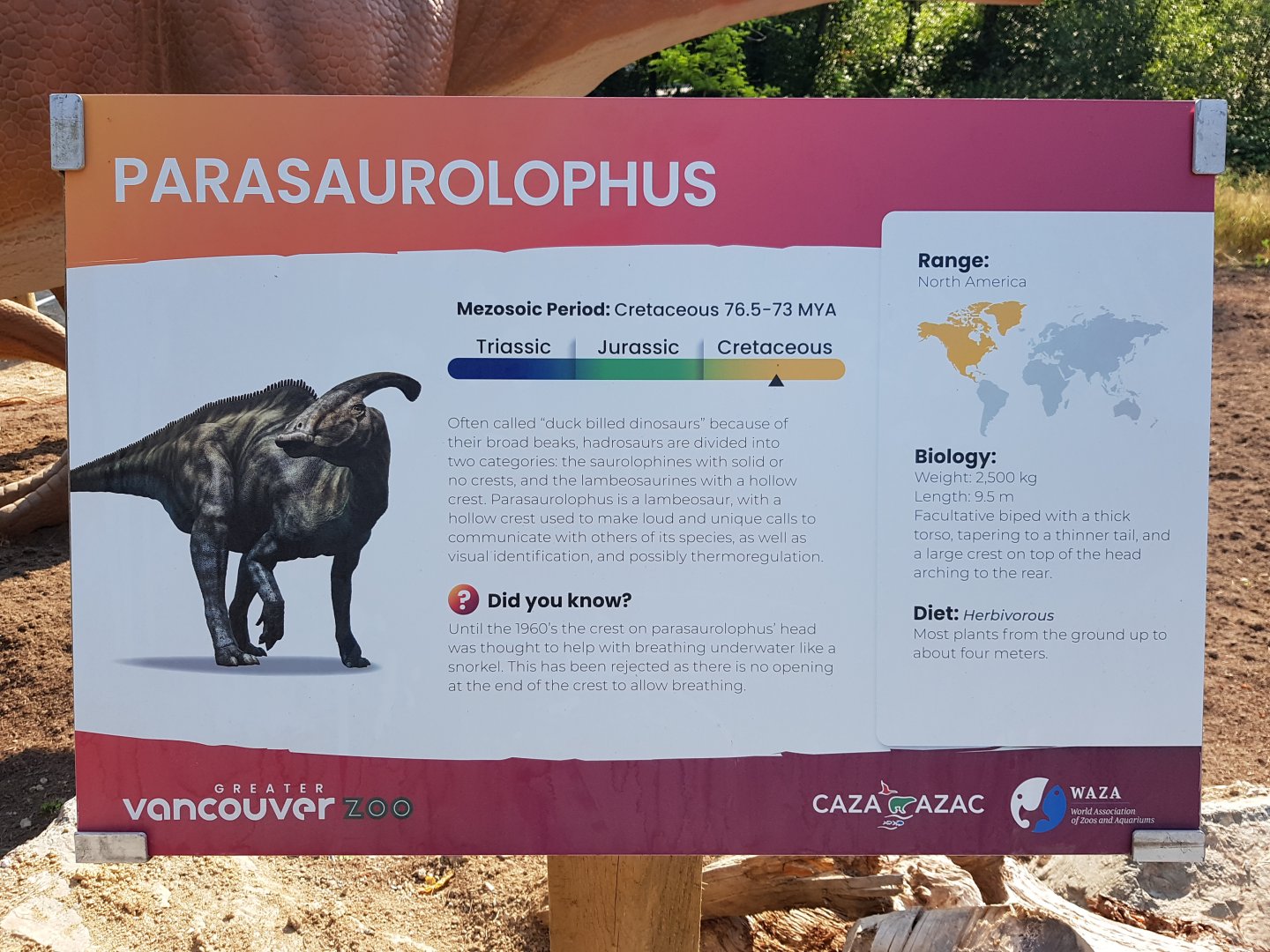Parasaurolophus Sign