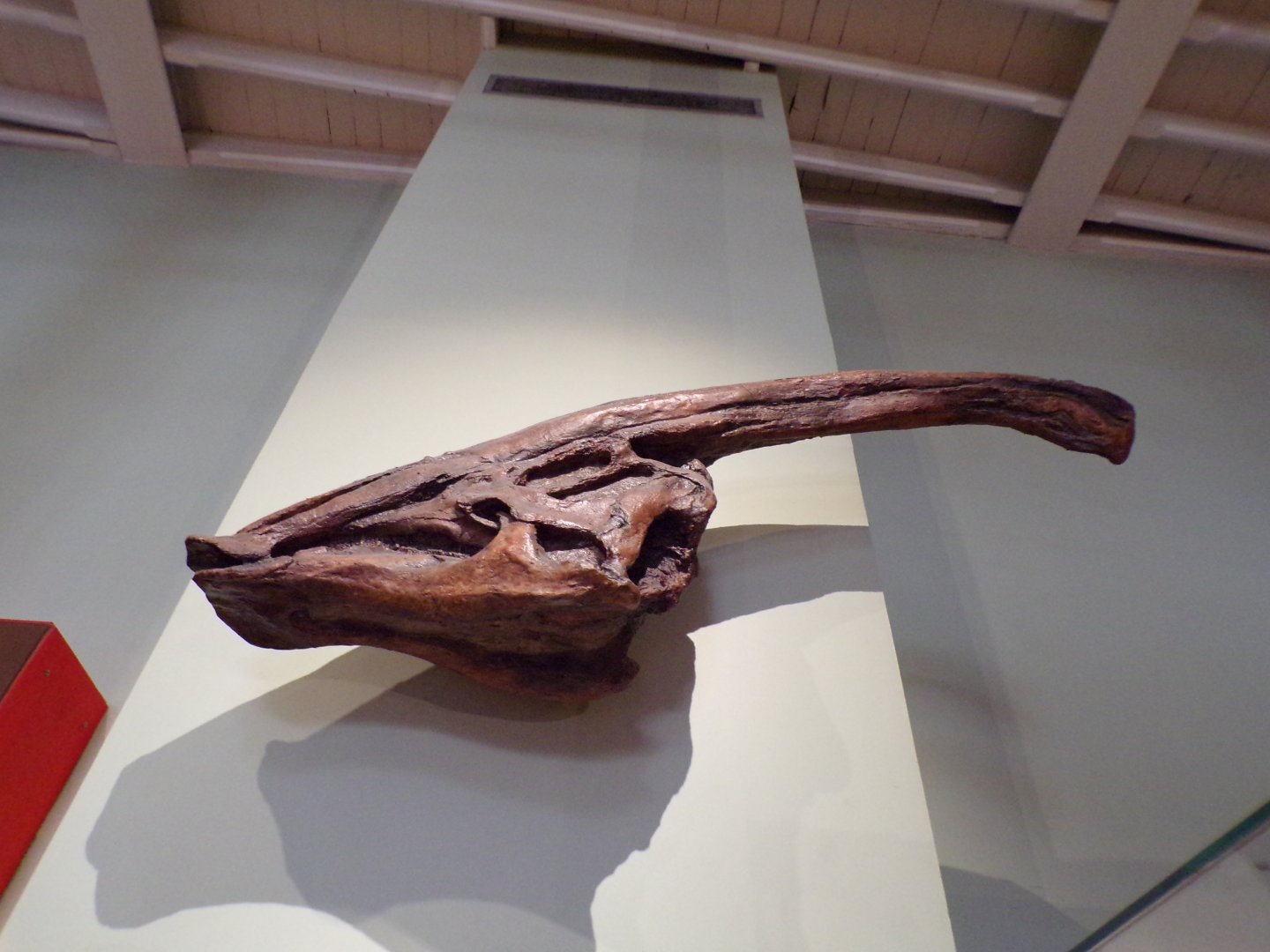 Parasaurolophus skull 26.8.23