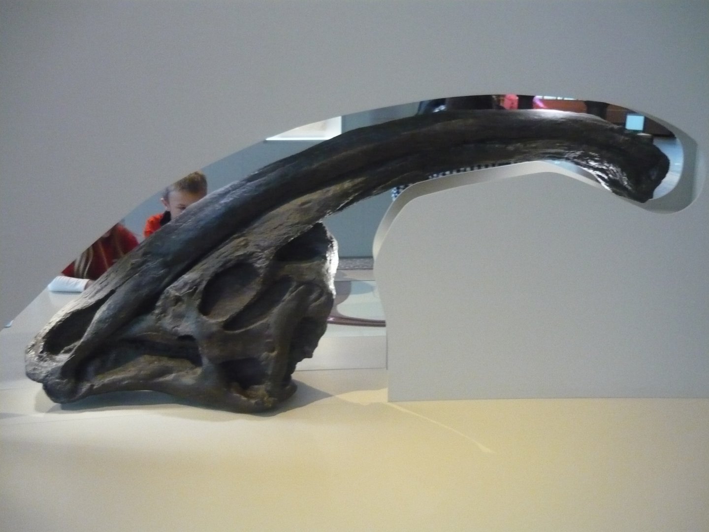 Parasaurolophus skull (cast)