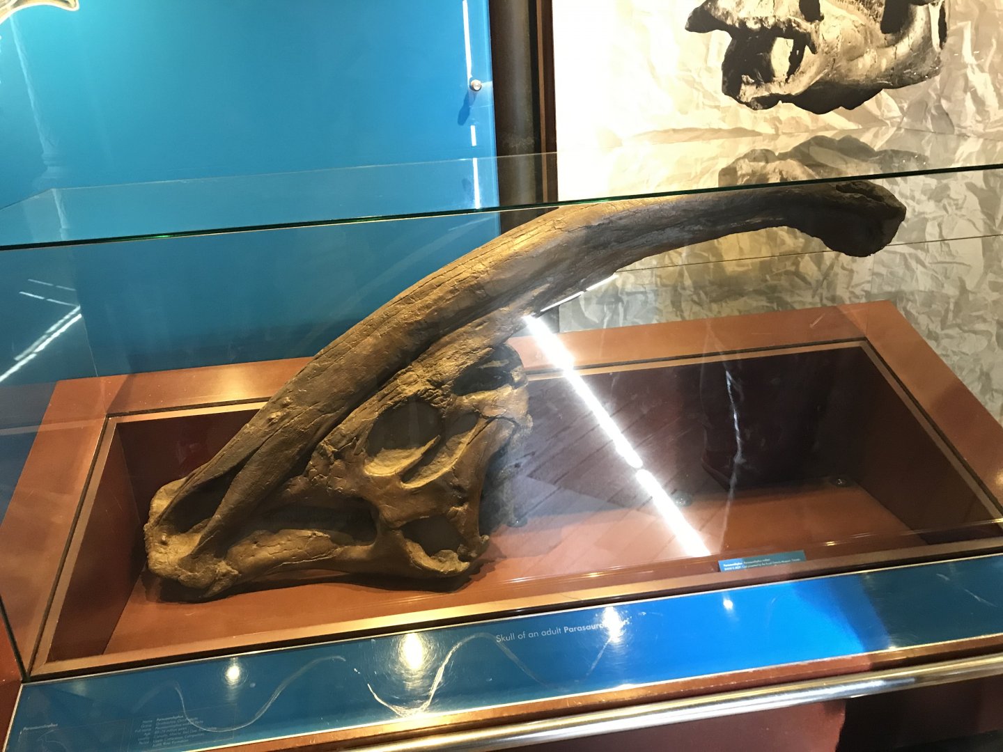 Parasaurolophus skull